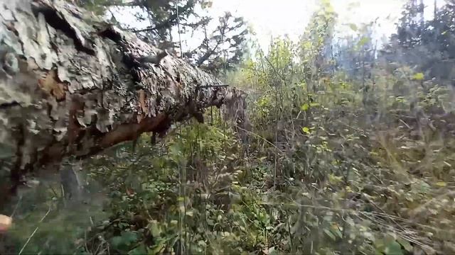 Зимовье из валежника. Завезли доски.Поставили сруб по? смотреть онлайн