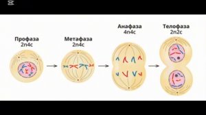 биология 9 класс. Митоз.Мейоз. Пузанкова Илона. #митоз#м
