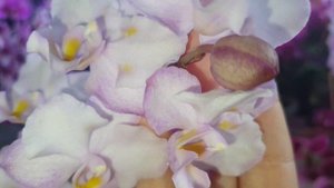 Орхидея Doritaenopsis Lius Sakura KF #Цветение 2024. Особенности этог