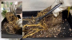 Пересадка драцены. Грунт - состав, пропорции. Подбор горшка. Обрезка корней Дневник садовода