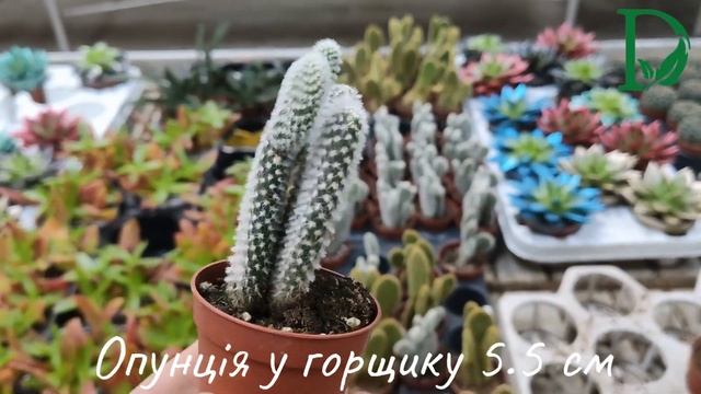 Кактус Опунція у горщику 5.5 см