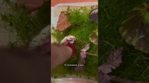 Обзор теплички бегоний | Размножение бегоний во мху