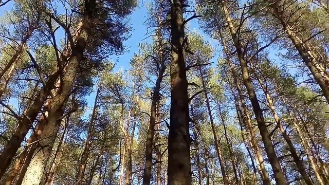 Танцующий лес смотреть онлайн