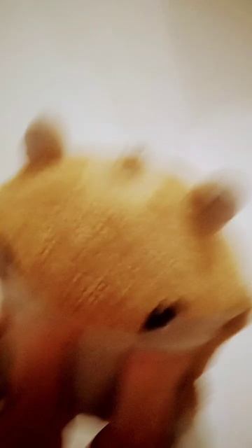 угадайте как зовут этого милашку первая буква Р смотреть онлайн