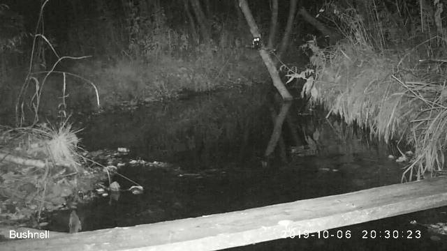 Норка смотреть онлайн