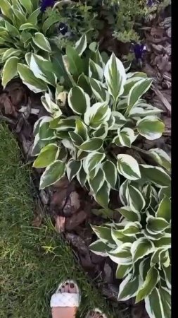 кайфуша,счастливая,довольная🥰🌱🌳