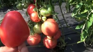 Томат Сибирский Бройлер в открытом грунте - зашкаливающая урожайность! Обзор сорта и дегустация.