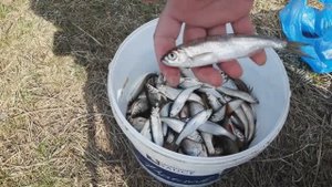 ЭТО ЖЕ СЕЛЬДЬ, А НЕ УКЛЕЙКА. КАКАЯ БОЛЬШАЯ РЫБА. ВОТ ТАК ПОПАЛИ НА КЛЕВ