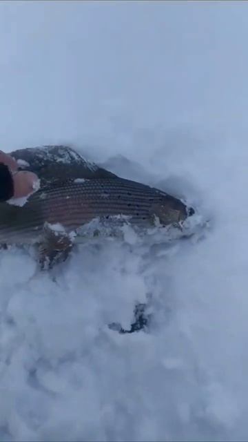 хариус в новом году #рыбалка #2024 #shorts смотреть онлайн