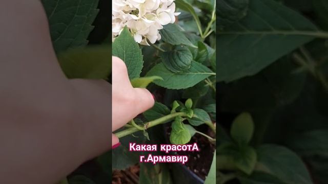 Нужно ли спешить со срезкой шапок у крупнолистной гор?