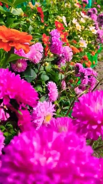 #шортс #цветы #красивыецветы смотреть онлайн