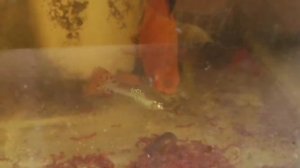 Аквариумные рыбки в аквариуме кушают мотыль