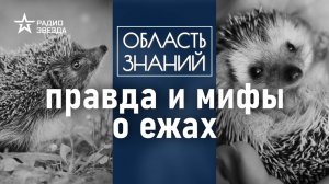 Чем опасен ёж для человека? Лекция биолога Натальи Носовой