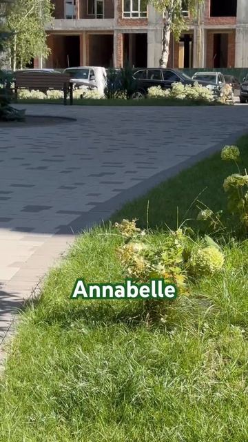 #hydrangea#hortensia#гортензия#garden#гортензія#annabelle#shorts#アジサイ#с? смотреть онлайн