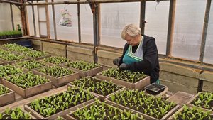 В Магадане стартует ежегодное озеленение