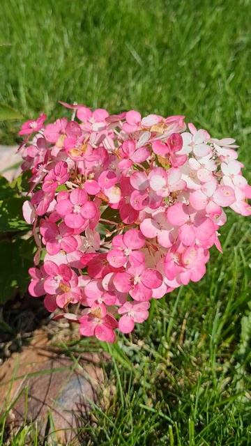 гортензия Самарская Лидия #дача #садовод #garden #гортенз? смотреть онлайн