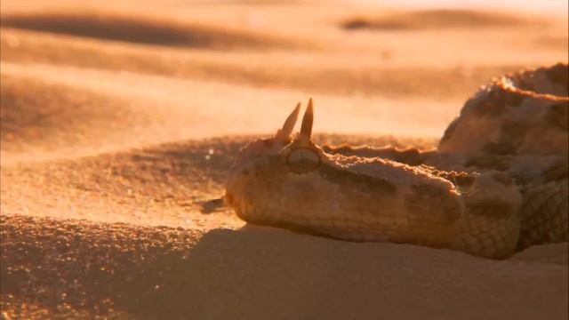 Дикие животные | Кот, который не оставляет следов, не п? смотреть онлайн