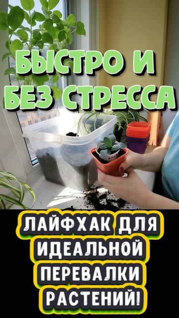 Лайфхак для идеальной перевалки растений!