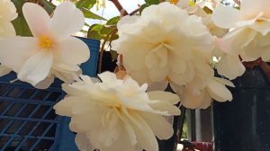 Бегония Шардонэ и Белина Ванилла