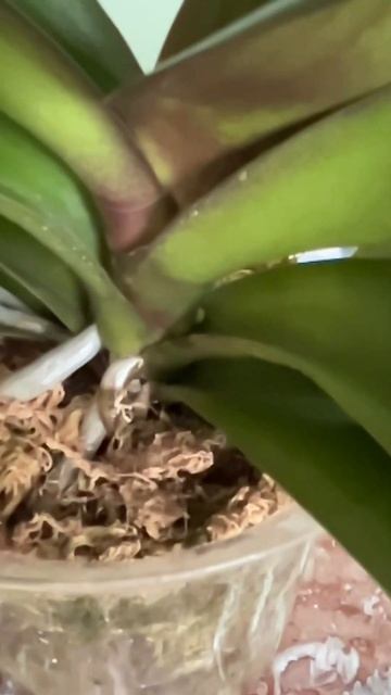 #данапротасова #orchid #orchideenpflege #orchideen #орхидеи #цветонос