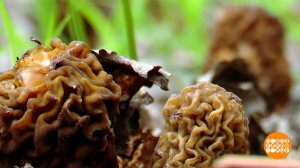 Ура! Сморчки пошли! И трутовики... Доброе утро. Фрагмент выпуска от 14.05.2025