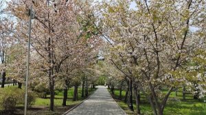Цветущая аллея в Парке Победы . Владивосток