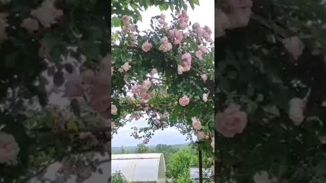 садовые арки под плетистые розы рамблер. Краснодарски