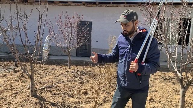 Как формировать гранат - кустом или штамбом?