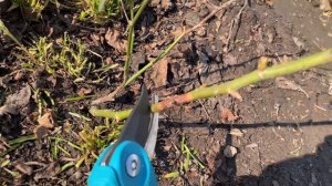 Как прошла первая зимовка черенков экзотических роз.