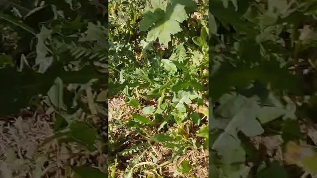 Ну а вот и вторая часть борщевика на нашей даче! 🥵🤯😰 смотреть онлайн