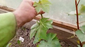 Разгон саженца винограда  выращенного из черенка. 1 го?