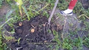 Гайд как копать картошку