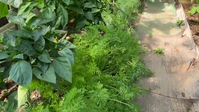 #парник #огурцы#лето смотреть онлайн