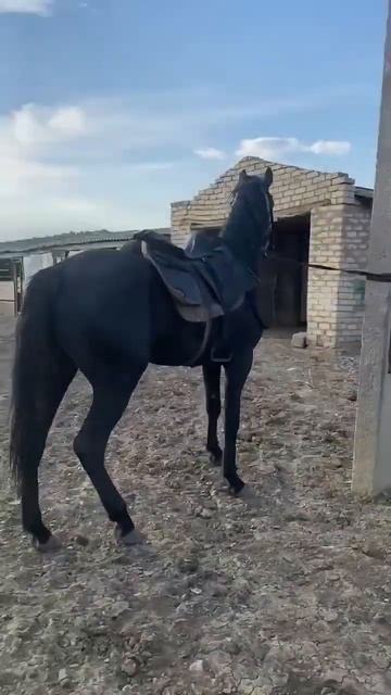 Карачаевская порода лошадей #кавказ #ингушетия #балка? смотреть онлайн