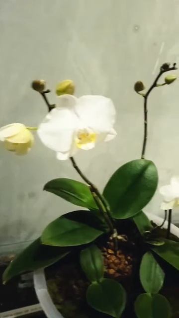 Групповая посадка белых. орхидей смотреть онлайн