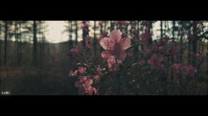 Цветение багульника