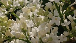 flowers of the Apple's trees 🌺🌺🌺 яблони,цветы,весна