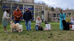 10.05.2025,СПб. Клуб "КЧСК" (РКФ, РФОС). Выставка собак всех пород "ВЕСЕННИЕ ВСТРЕЧИ" (САС, ЧФ)