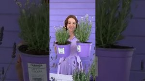 Обзор сортов лаванды💜
