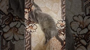 Тише! Тише! Кошки спят! 🐱