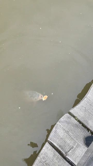 Рыба есть #рыба #рыбалка #карп #клев #эмоции смотреть онлайн