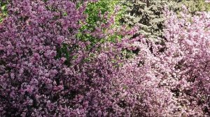RED flowers of the Apple's trees 🌺🌺🌺 КРАСНЫЕ  РОЗОВЫЕ ЦВЕТЫ яблони,цветы,весна