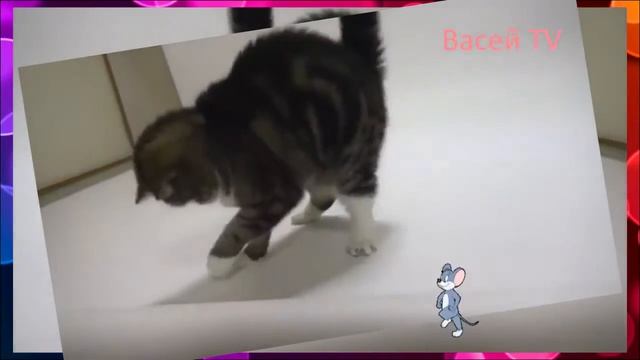 Приколы подпивко  Кот тимофей и другие