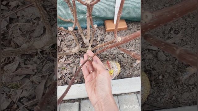 Каскадная обрезка метельчатых гортензий.