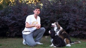 Вторая собака дома 🐕 Плюсы, минусы и подводные камни