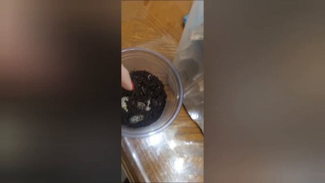 Посадка саженцев винограда и заодно покормил Кузеньк? смотреть онлайн