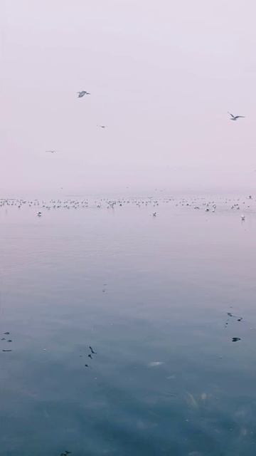 Волшебство селёдки на Лимане.🐟🩵😆🙌 #magadan #рыбалка #na смотреть онлайн