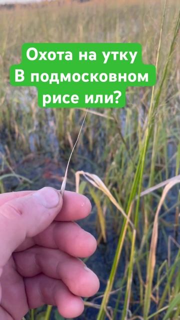 Утки любят делать это! Кушать рис на подмосковном боло смотреть онлайн