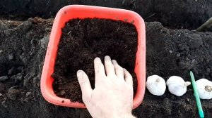 Для озимого чеснока применение удобрение биогумус дл?