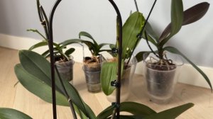 Как сформировать каскадом цветонос орхидеи? Каскадное цветение орхидеи фаленопсис 🌸🌿